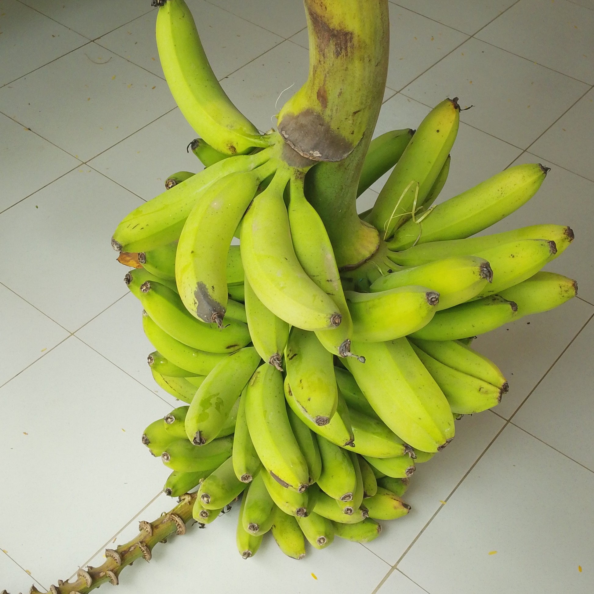 Banane verte fraîche AGRECO – Acheter gros régime bio en ligne 20KG