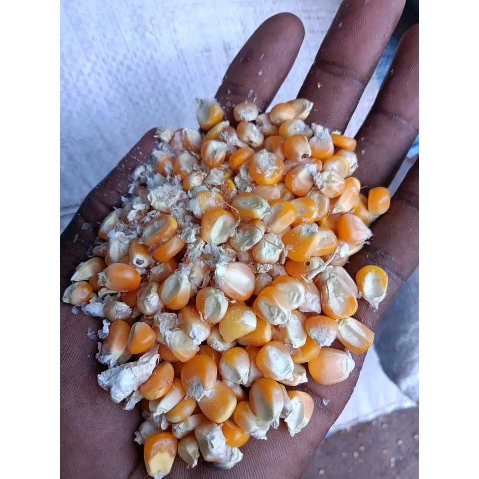 Maïs sec bio alimentaire (1 kg)