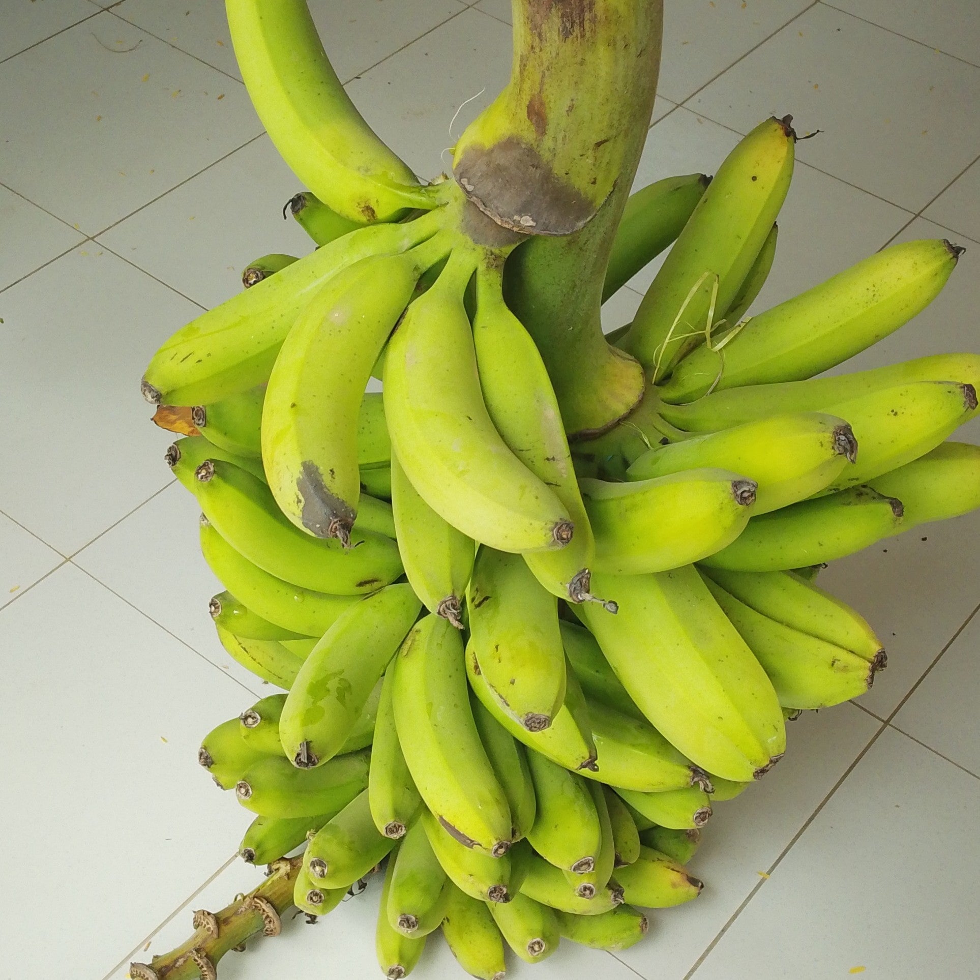 Banane verte bio AGRECO – banane écologique non traitée, fruit frais en ligne